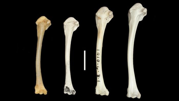 wing bones of Dryolimnas