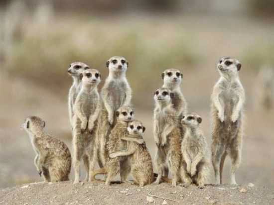 Namibianmeerkat2