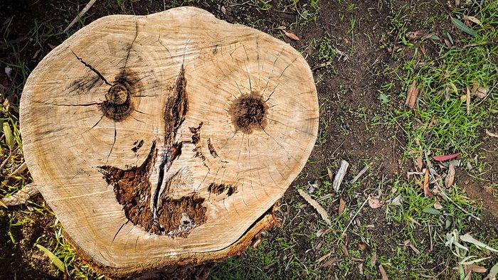 A face seems to appear in this tree stump