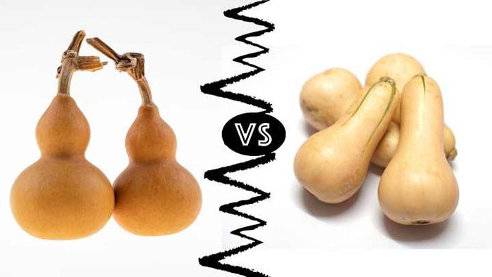Gourds (left) and squash (right) may look alike, but only one is suitable for eating.