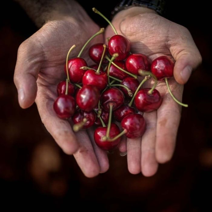 image of a person holding a cluster of vibrant red cherries
