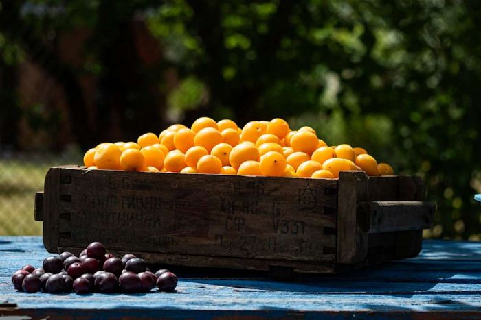 image of orange cherry plums arranged in a wooden crate