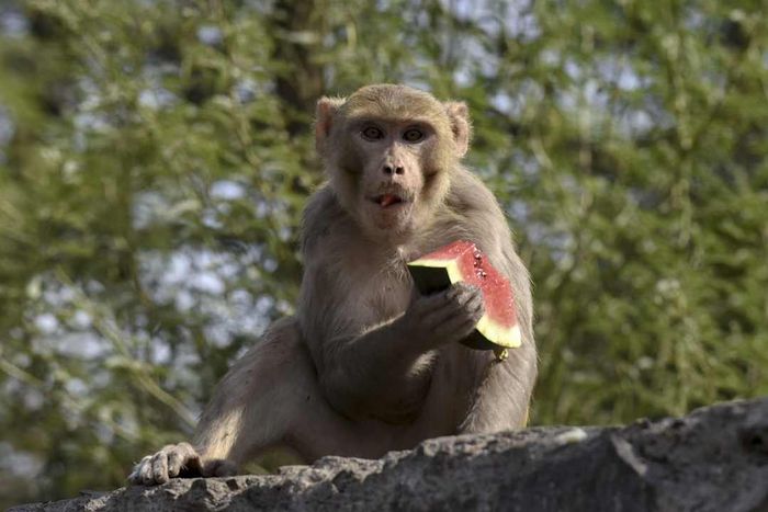 image of a monkey enjoying a slice of watermelon