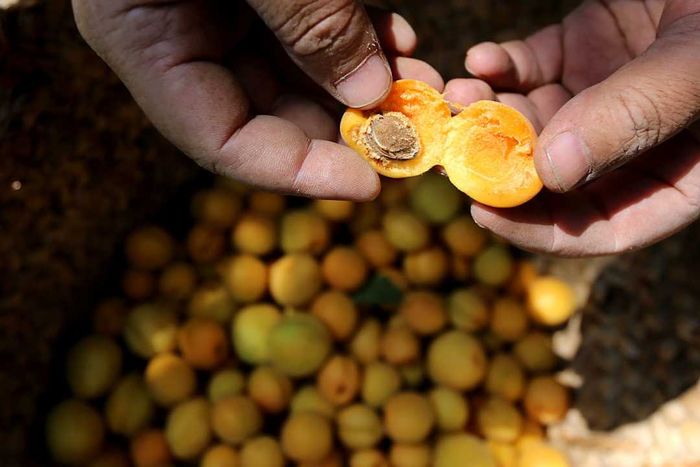 image of a man slicing open a freshly picked apricot