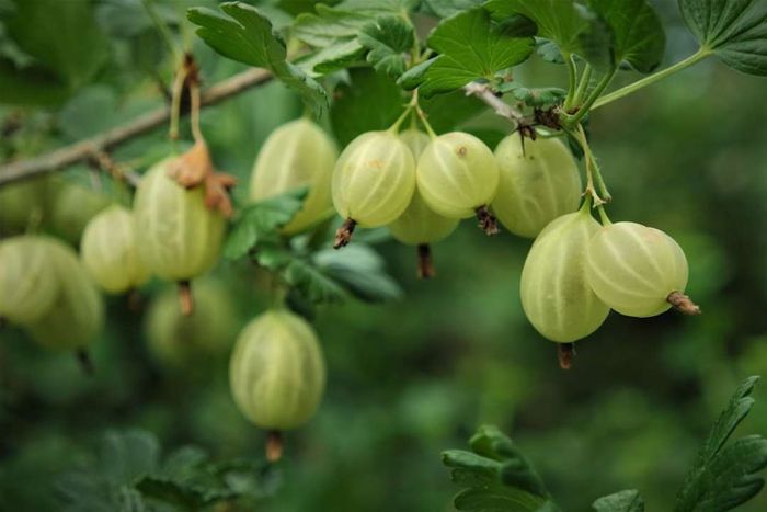 image of gooseberries hanging from a branch