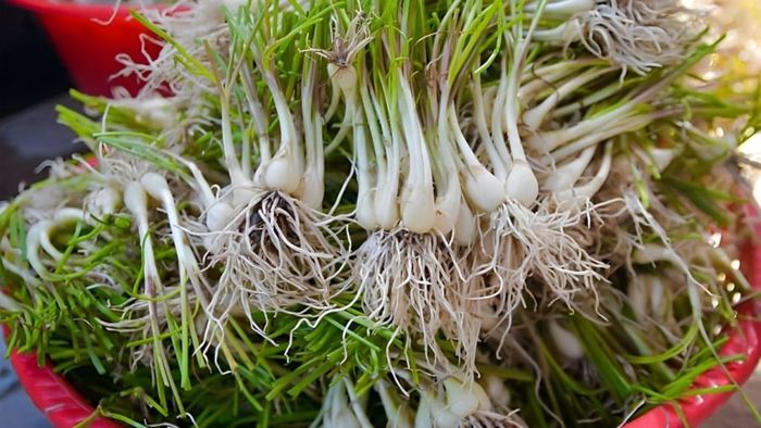 Mẹo chọn, sơ chế và bảo quản kiệu khi muối