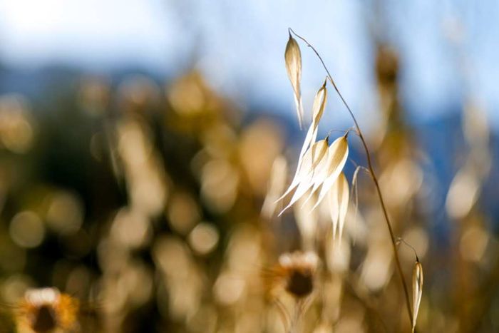 Wild oats