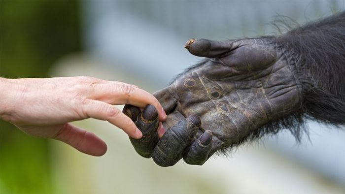 Chimpanzees and humans
