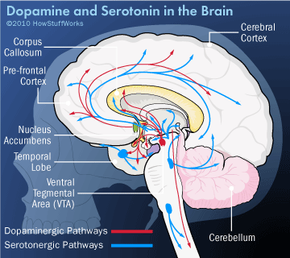 the roles of dopamine and serotonin in the brain