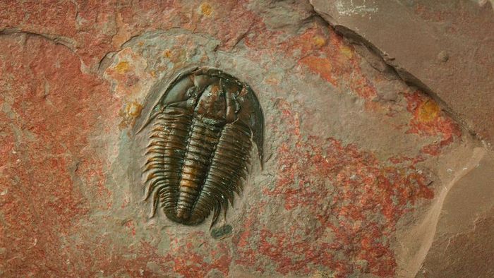 A preserved trilobite discovered within Wyoming's Green River Formation.