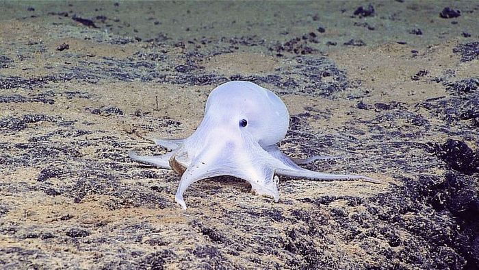 octopus inhabiting deep-sea hydrothermal vents