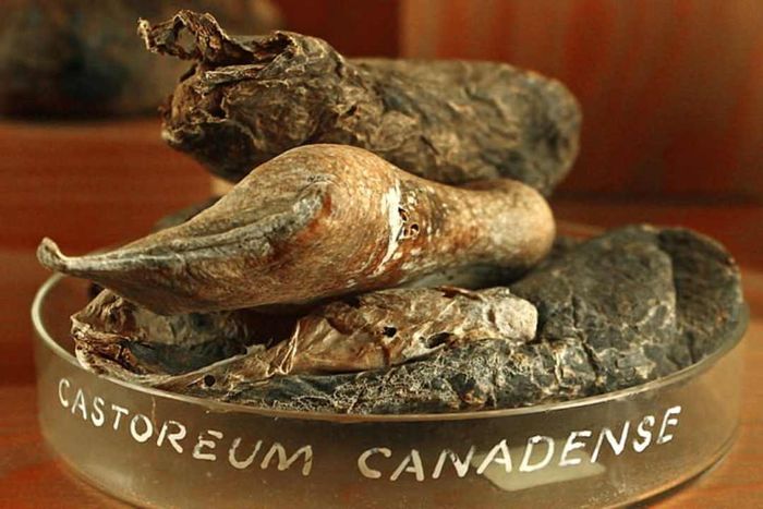 Dried castoreum exhibited in a museum.