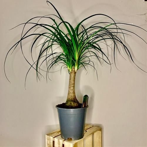 Cây cọ đuôi ngựa không chỉ đẹp mắt mà còn có khả năng hấp thụ độ ẩm từ không khí rất tốt. Loại cây này thường mọc ở những khu vực có lượng mưa nhiều và có thể hút ẩm từ không khí. Trong môi trường phòng, bạn nên đặt cây ở nơi có ánh sáng yếu và tưới nước đầy đủ cho cây.