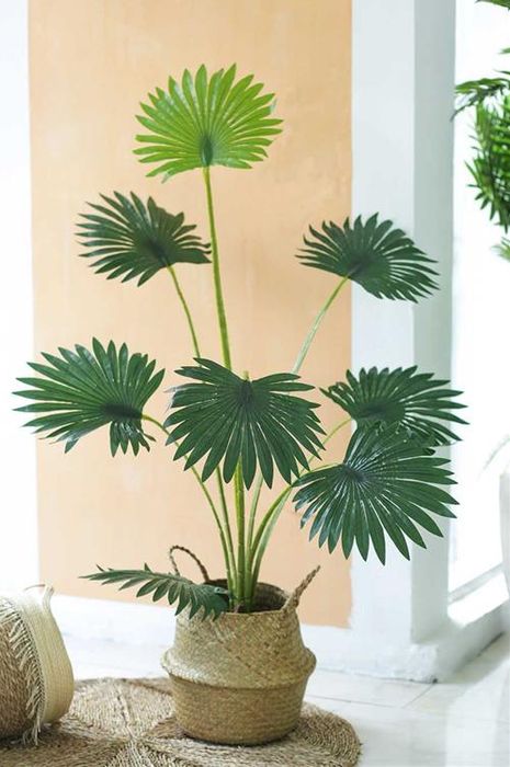 Cây cọ cảnh