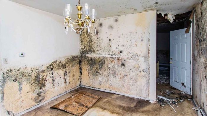 house affected by mold