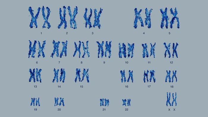 chart of chromosomes
