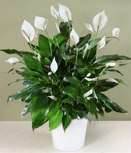 Cây lan ý, còn được gọi là bạch môn hay vĩ hoa trắng, có khả năng sinh trưởng tốt ngay cả trong môi trường thiếu ánh sáng tự nhiên. Loài cây này đặc biệt hiệu quả trong việc hút ẩm qua lá, giúp điều hòa không khí và loại bỏ nấm mốc.
