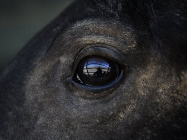 Melissa Farlow's photograph captures the intense gaze of a wild horse as it surveys its new environment post-capture, image reference I-G-40-4041-S29Lf00Z.