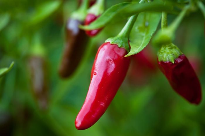 A vibrant red chili pepper in full bloom.