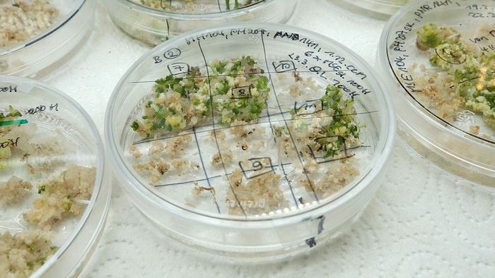 Petri dishes with sprouting embryos, CRISPR, Germany