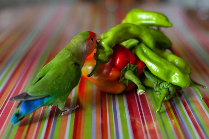 A bird pecking at a chili pepper.