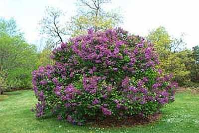 Lilac-Bushes
