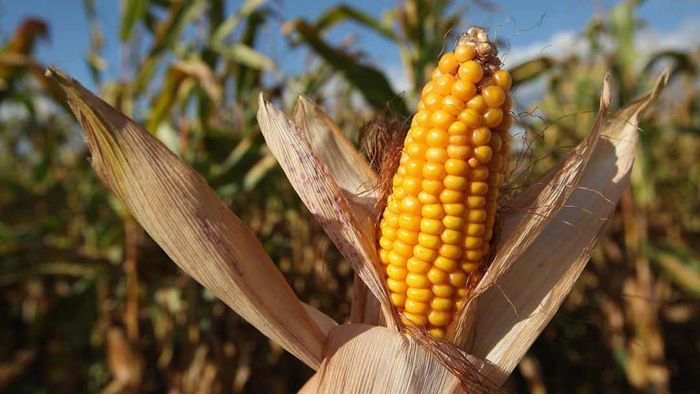 Corn during harvest season