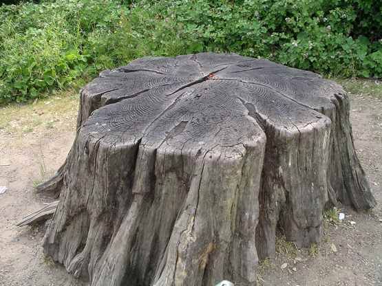 Tree-Stump