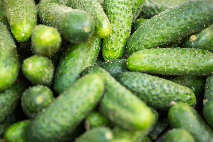Fresh cucumbers arranged on shelves in Wroclaw