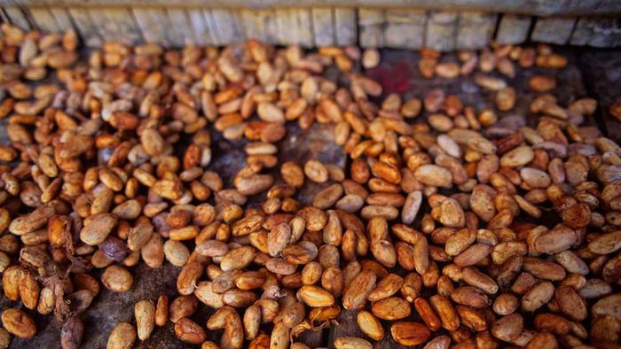 Ecuador, Amazon Basin, Near Coca, Rainforest, Cacao Beans Drying.