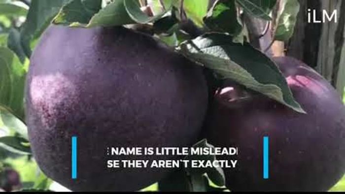 Black Diamond Apples
