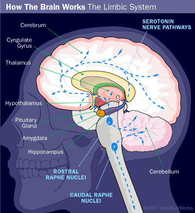 limbic system