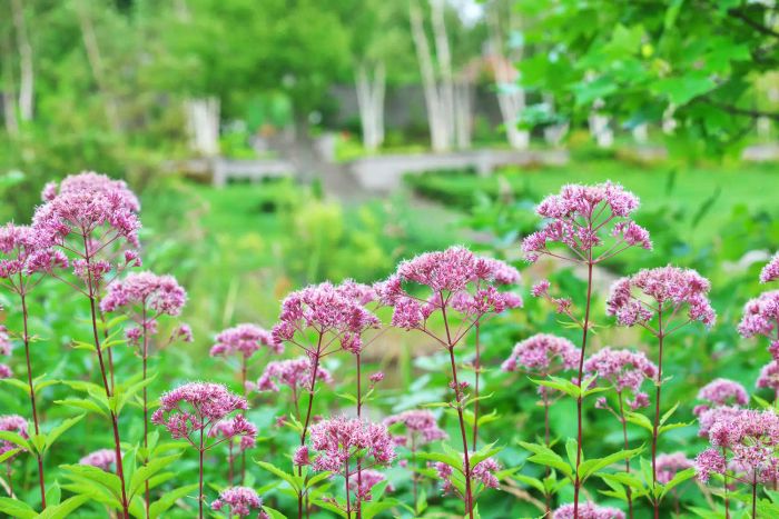 Joe-Pye Weed