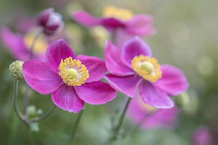 Japanese anemone