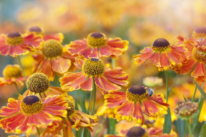 Bright orange Helenium flowers, also known as Sneezeweed, captured in full summer bloom against a soft backdrop