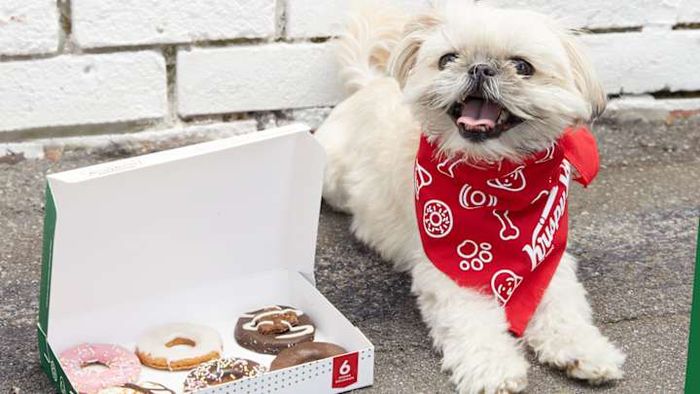 Your furry friend will remember this delightful surprise for a long time.