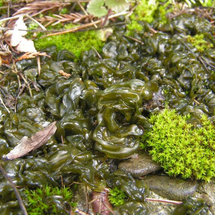 nostoc in a humid environment