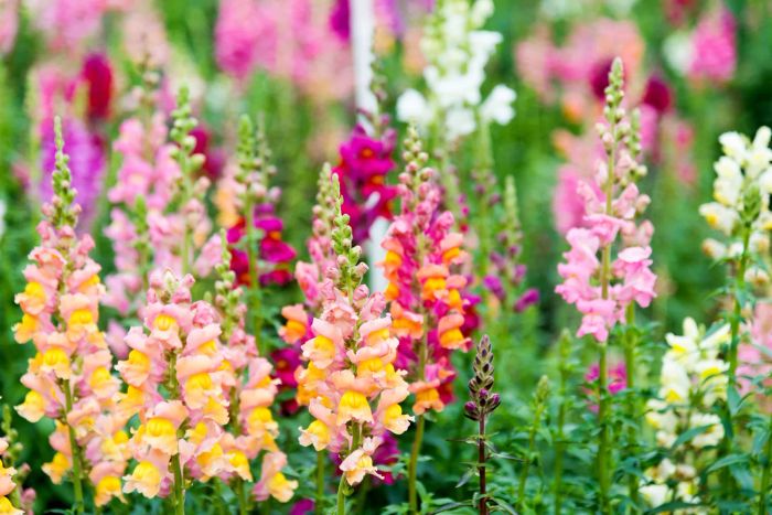 Snapdragon flowers in a garden