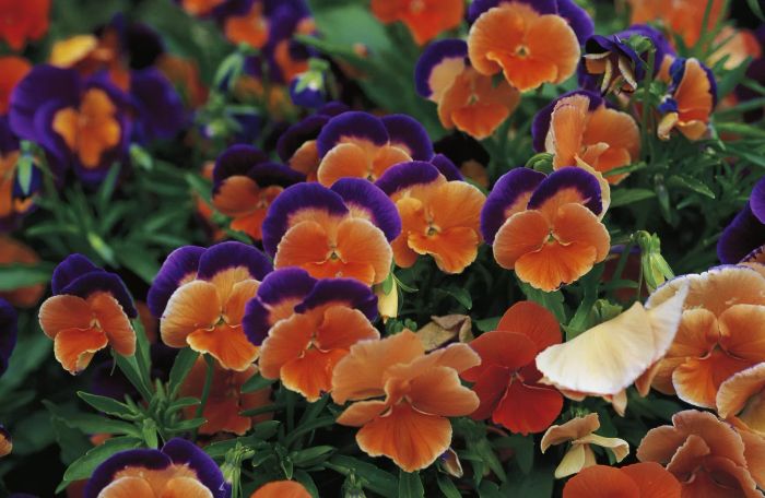 Orange pansy flowers