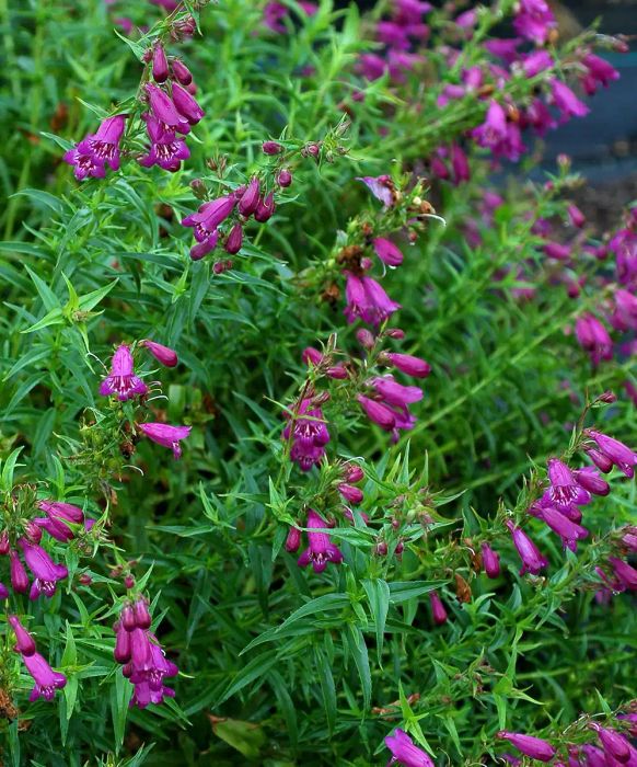 Autumn Plants, Harlequin Purple Beardtongue
