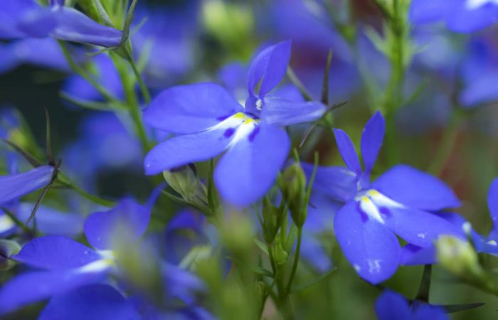 Lobelia for fall planting