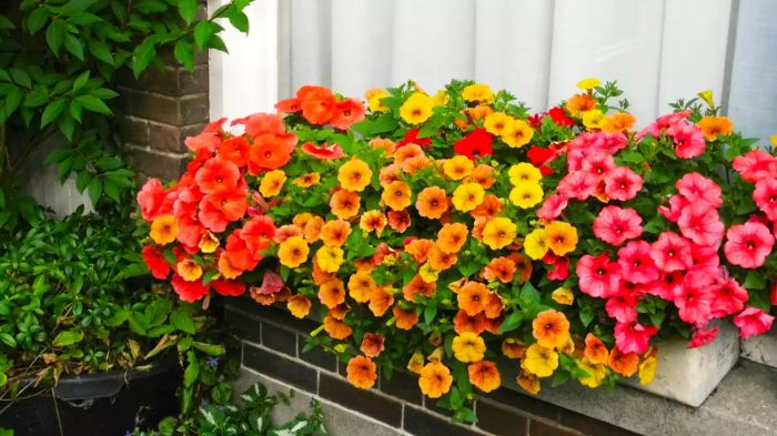 Petunias en canasta