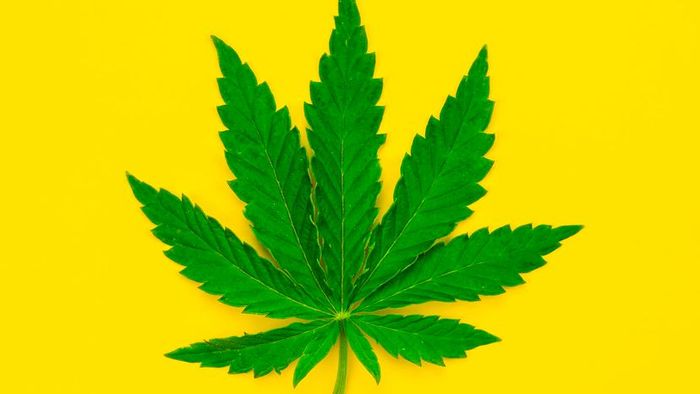 A cannabis plant set against a yellow backdrop