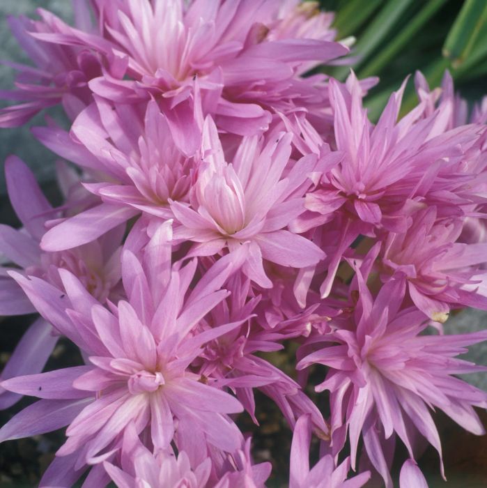 Autumn Crocus 'Waterlily'