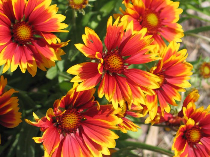 Blanket flower showcasing blooms in shades of red, orange, and yellow