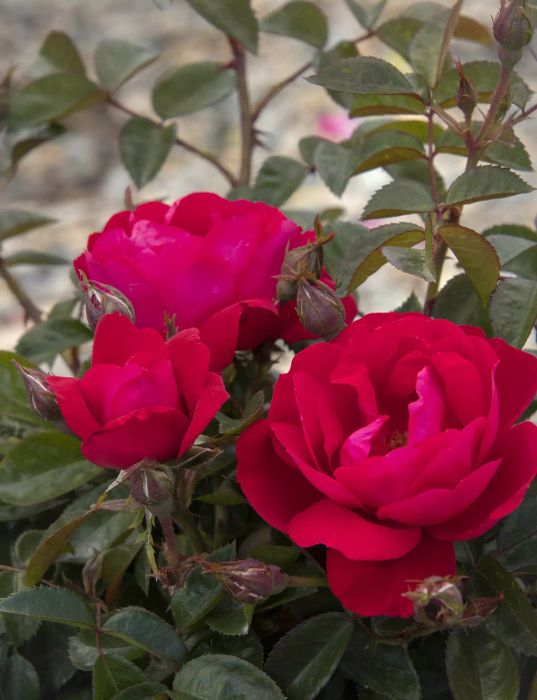 Autumn Plants, Grace N' Grit Roses Pink blooms