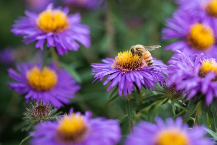 A bee perched on a vibrant purple aster, surrounded by softer images of similar flowers