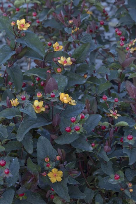 Autumn Plants, FloralBerry Sangria Hypericum with tiny blooms