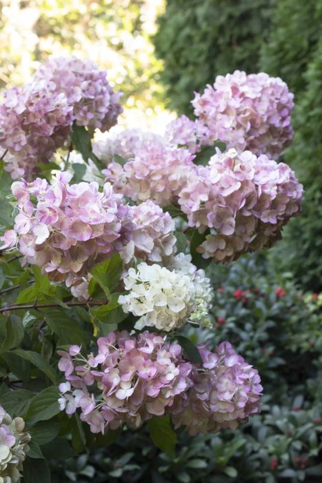 Autumn Plants, Strawberry Shake Hydrangea