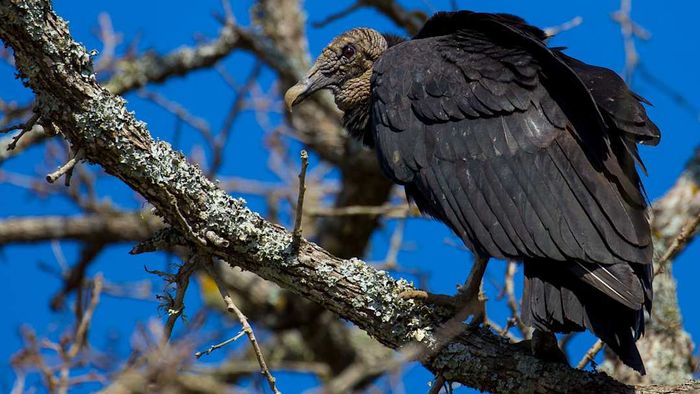 black vulture perched on a branch